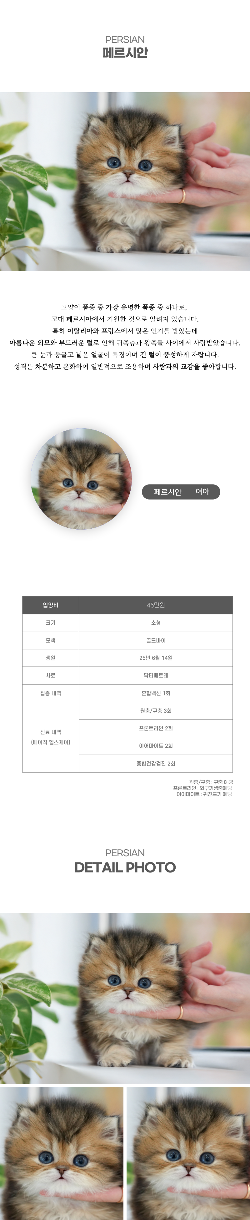 페르시안_상세이미지_2